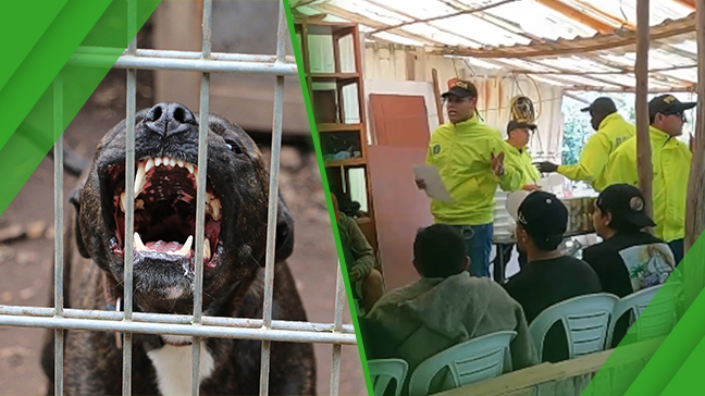 Colombian authorities uncover clandestine dogfighting venue in La Calera, say it was tied to an international illegal betting circuit