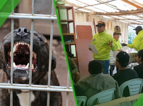 Colombian authorities uncover clandestine dogfighting venue in La Calera, say it was tied to an international illegal betting circuit